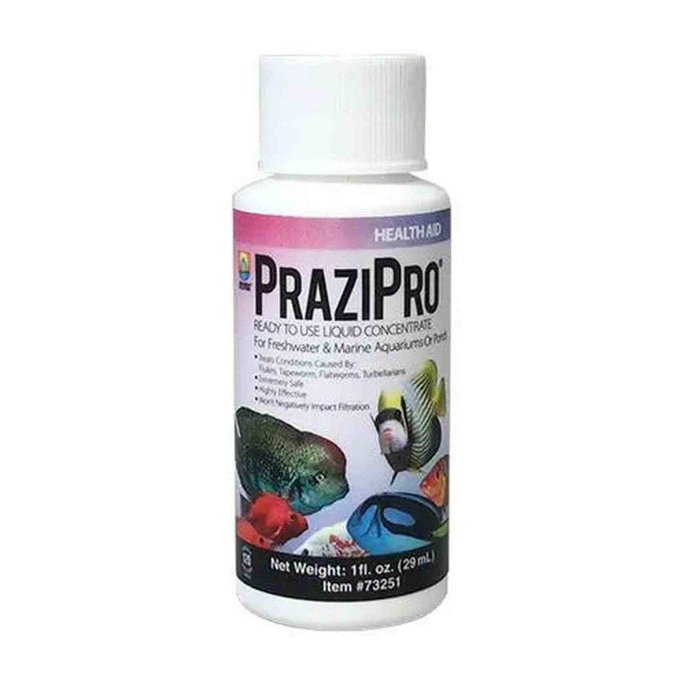 Hikari PRAZIPRO dosing syringe demonstrates precise dosing for aquarium fluke treatment.