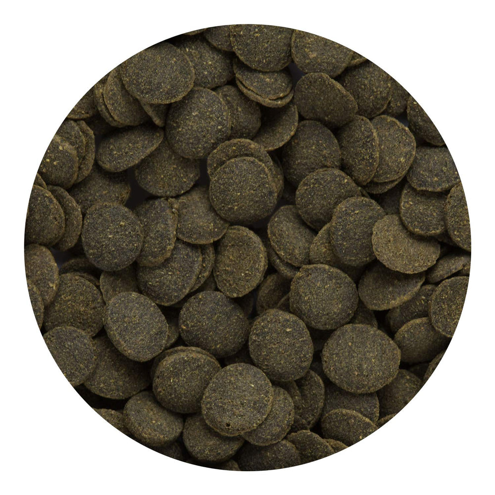 Hikari wafers sinking in aquarium for bottom-dweller nutrition.