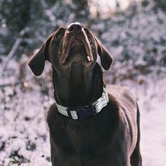 Hikiko collar martingale nylon duradero para entrenamientos diarios con confianza.