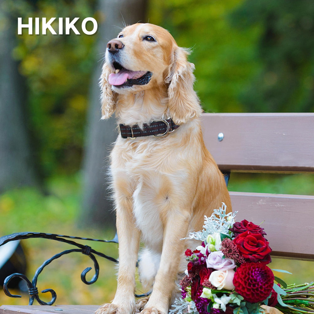 Hikiko Martingale Collar on a dog showing adjustable fit