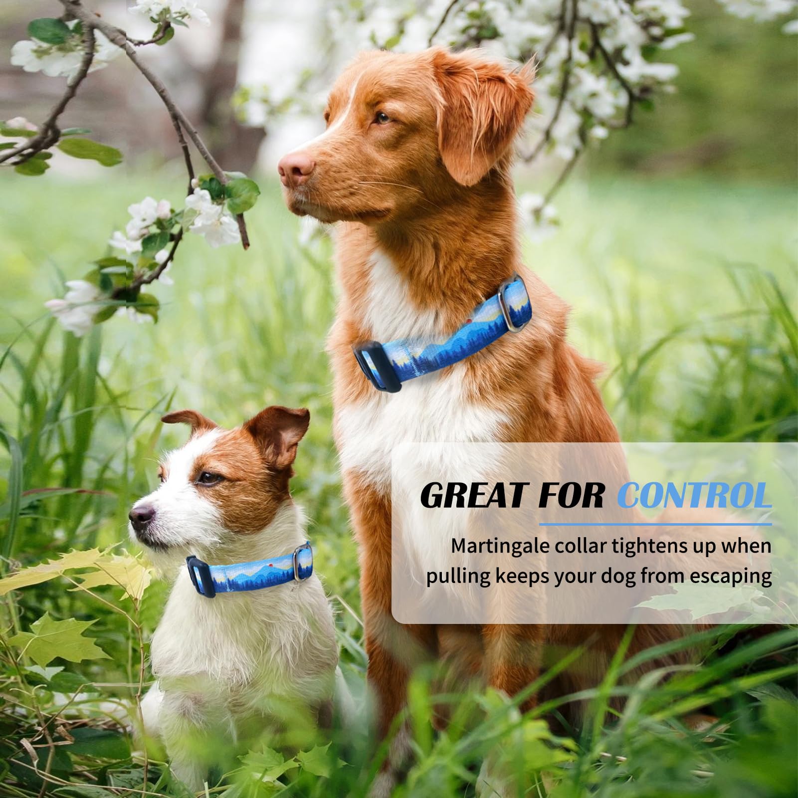 Adjustable range Hikiko Martingale Collar fits small, medium, and large dogs.