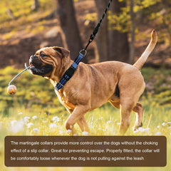Hikiko Martingale Collar Blue on a dog during a walk ready for gentle training.