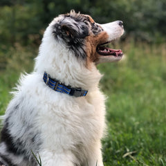 Hikiko Martingale Collar blue quick-release buckle demonstrated for safe emergency removal.