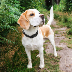 Hikiko Martingale collar's durable hardware withstands training sessions.