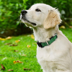 Hikiko Martingale collar green rugged durability tested for long-lasting use.