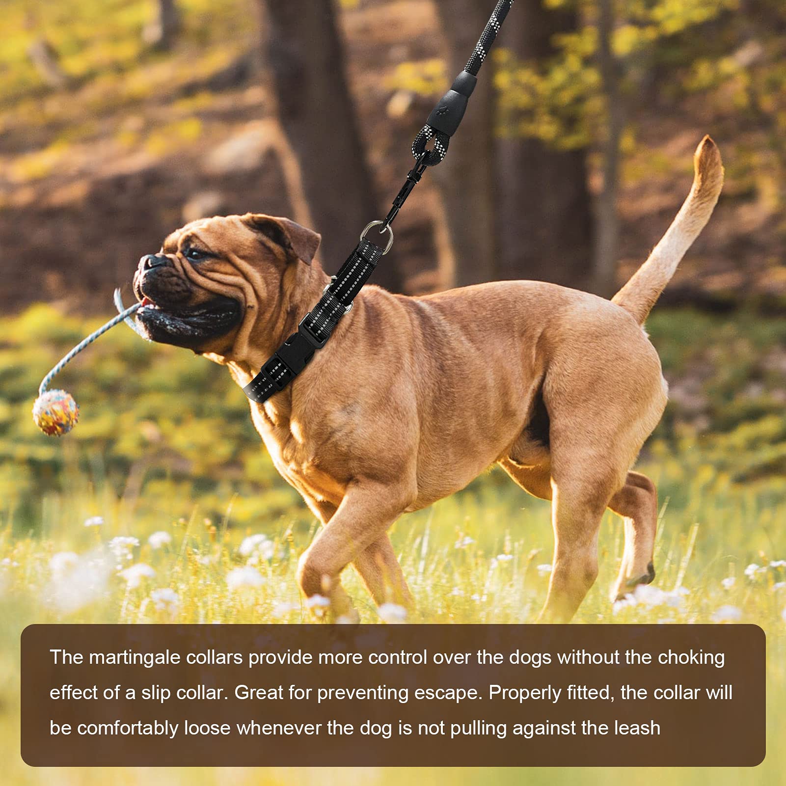 Hikiko Martingale collar supports no-slip control during walks.