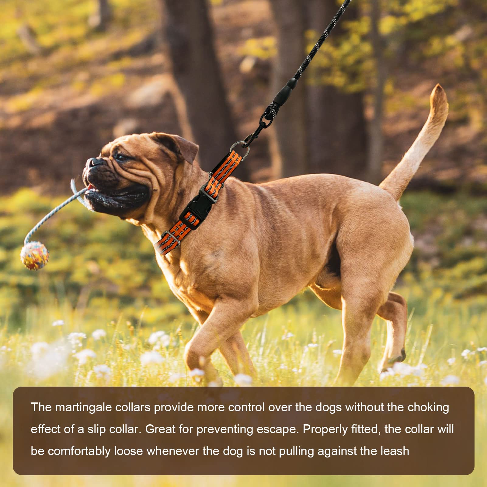 Hikiko martingale collar orange size-chart guide for proper fit