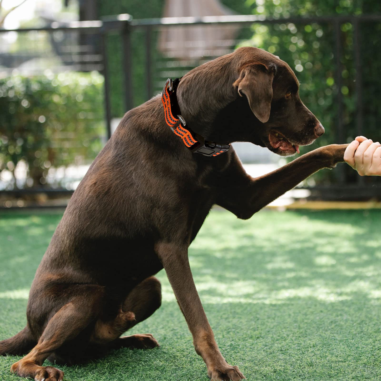 Hikiko Martingale collar quick-release buckle shown for easy removal in emergencies.