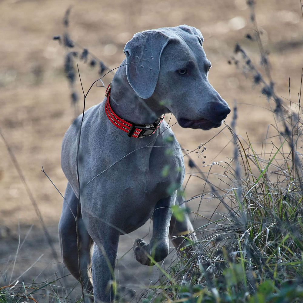 Hikiko Martingale reflective nylon collar at night improves visibility