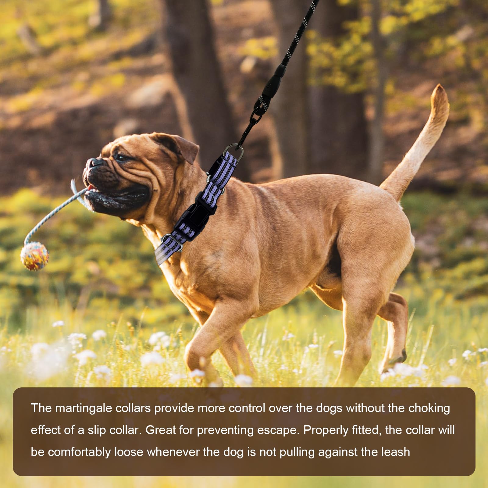 Hikiko Martingale lavender durable nylon collar withstands daily adventures.