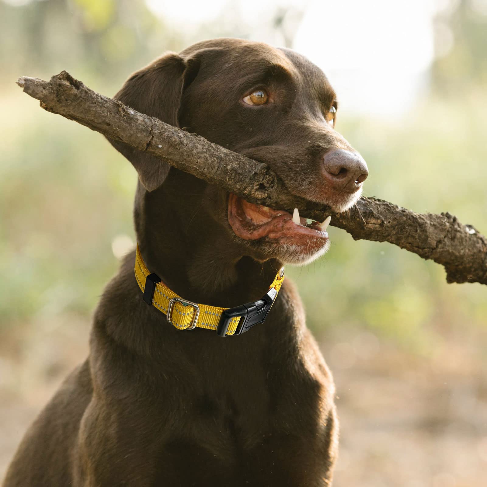 Hikiko Martingale collar quick-release buckle shown for easy removal.
