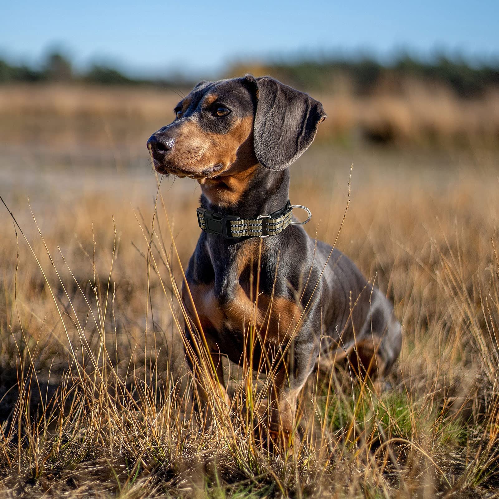 Hikiko martingale collar with reflective strip enhances nighttime visibility on walks.