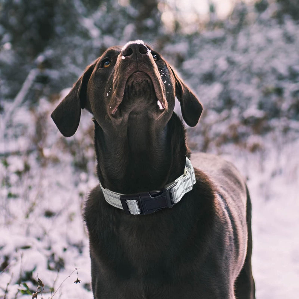 Hikiko reflective martingale collar at night enhances visibility for safer evening walks.