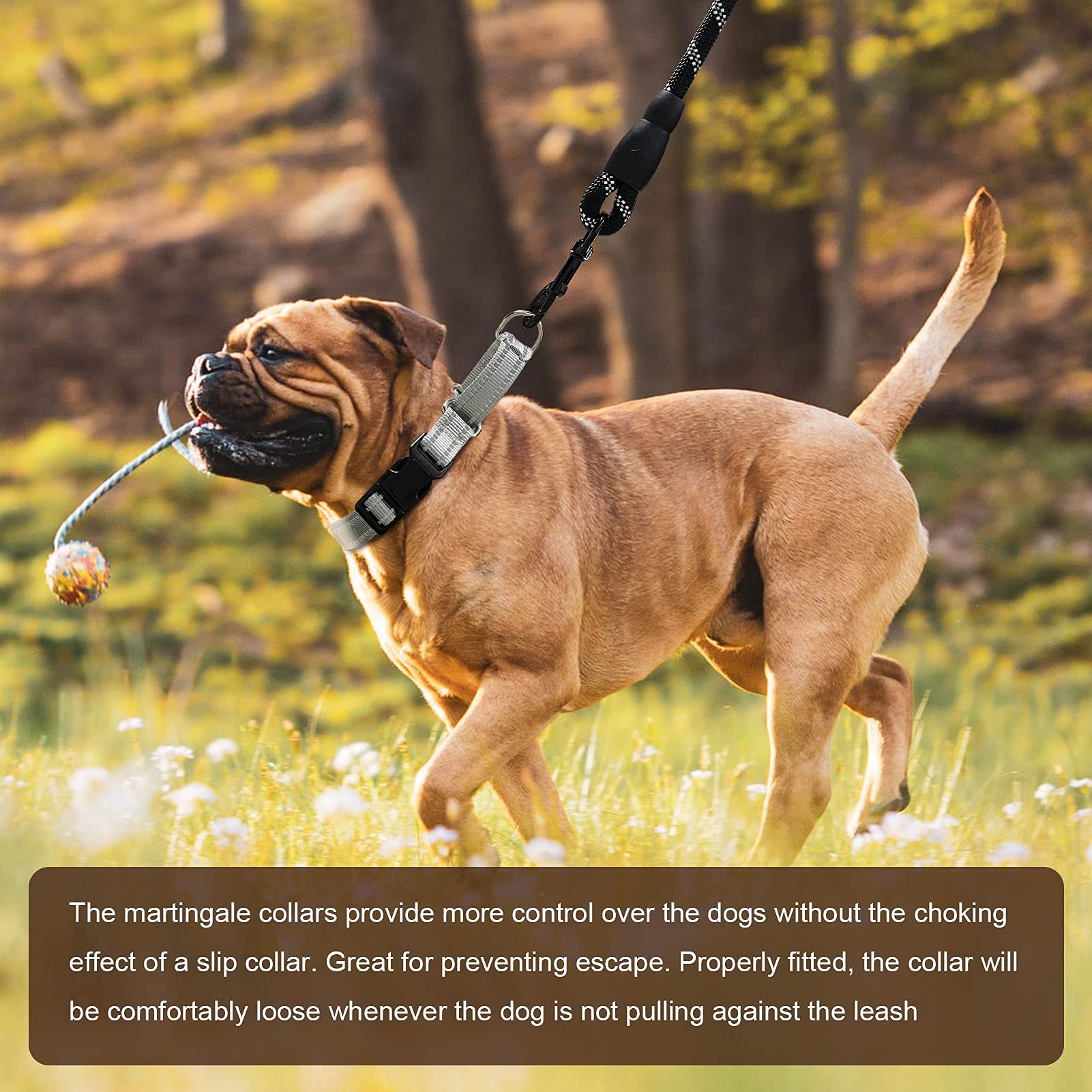 Hikiko size-guide collar fit ensures proper slack and prevents slipping.