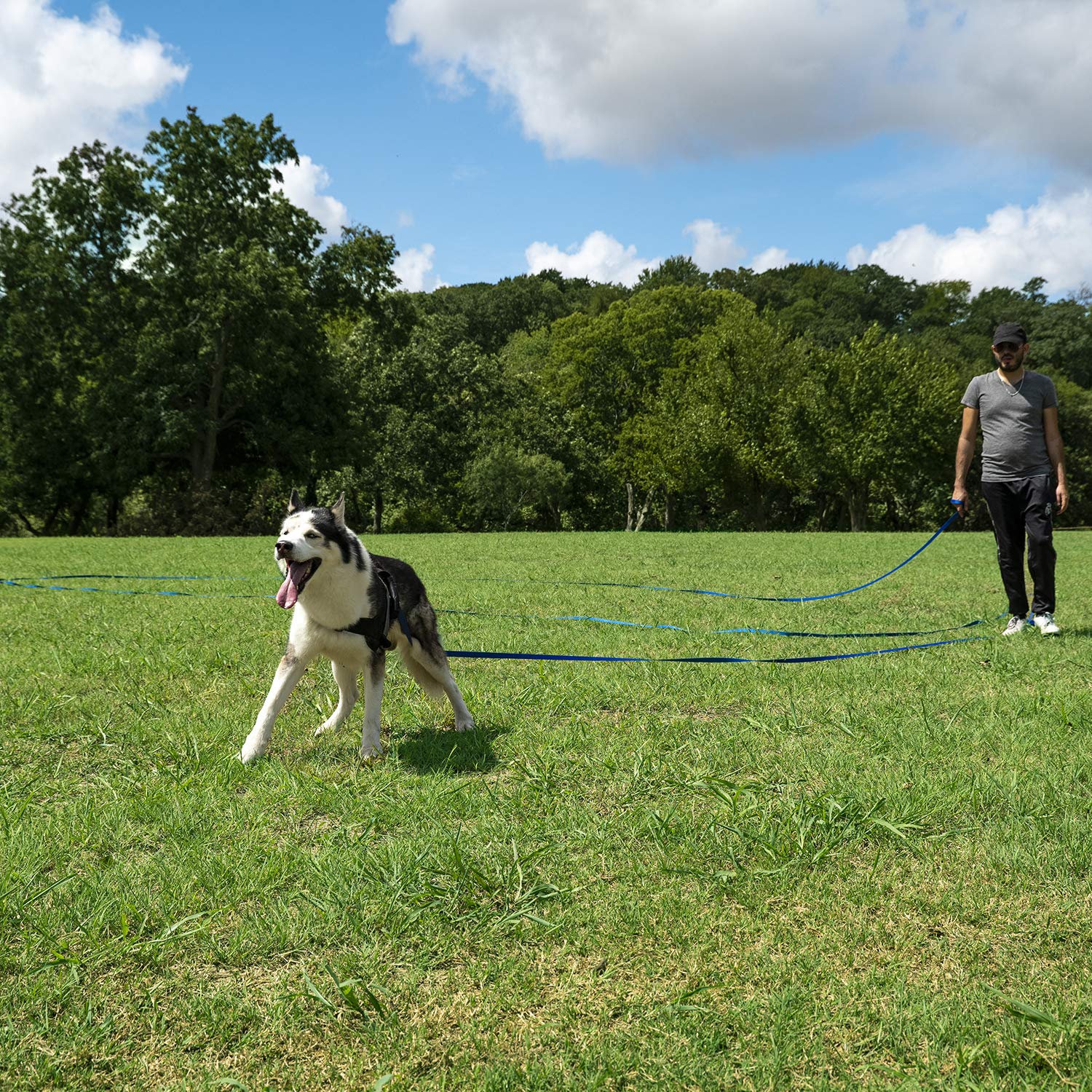 Hi Kiss backyard training leash demonstrates safe distance for recalls.