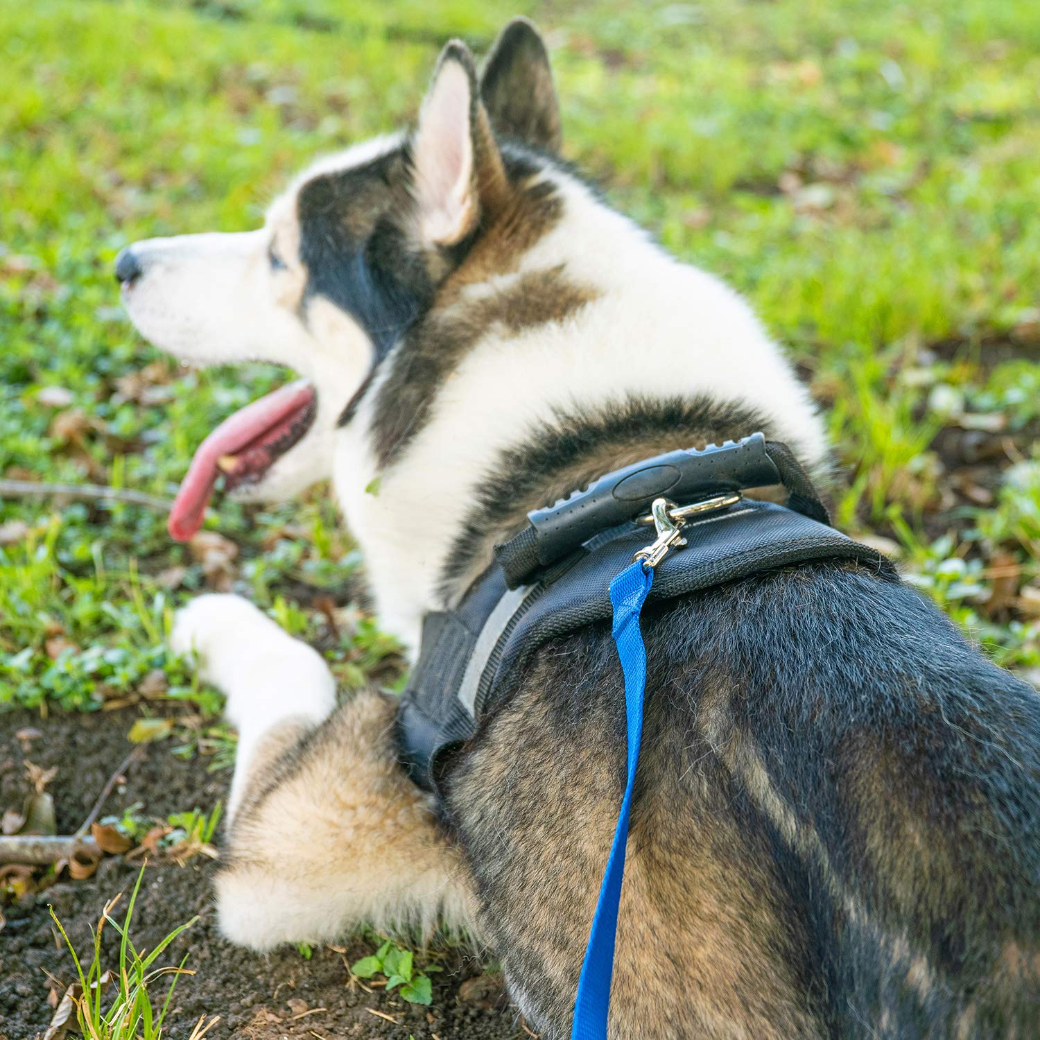 Hi Kiss orange outdoor leash shown on hiking and camping adventures.