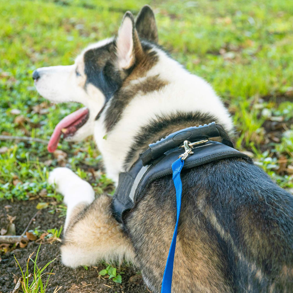 Hi Kiss orange outdoor leash shown on hiking and camping adventures.