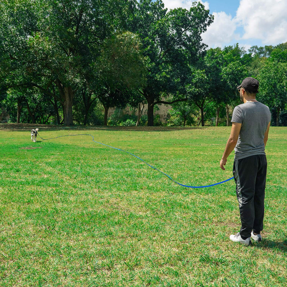 Hi Kiss puppy obedience leash setup for beginner recall practice.