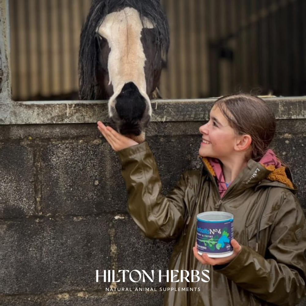 Hilton Herbs Herballs: aptos para todos los caballos, ideales para recompensa diaria.