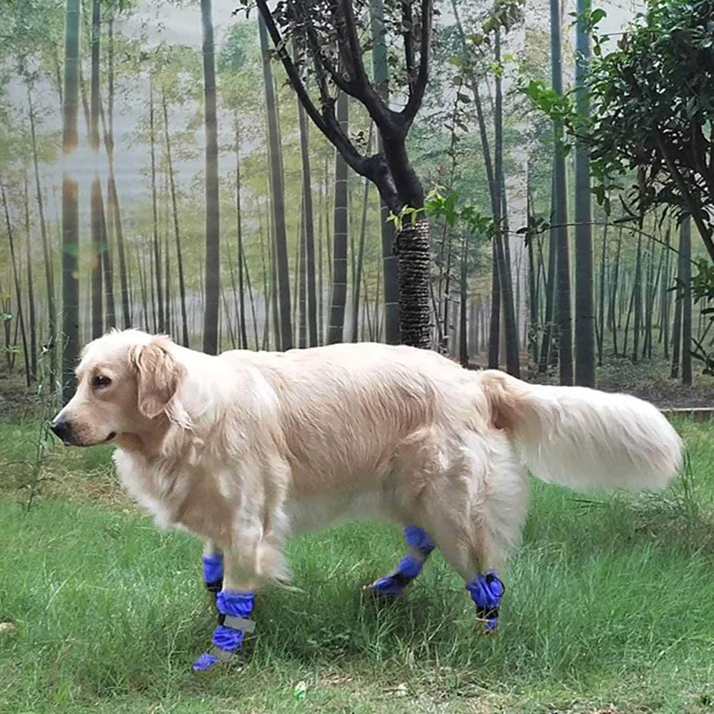 Hipaw dog boots designed for medium to large dogs during outdoor hiking.