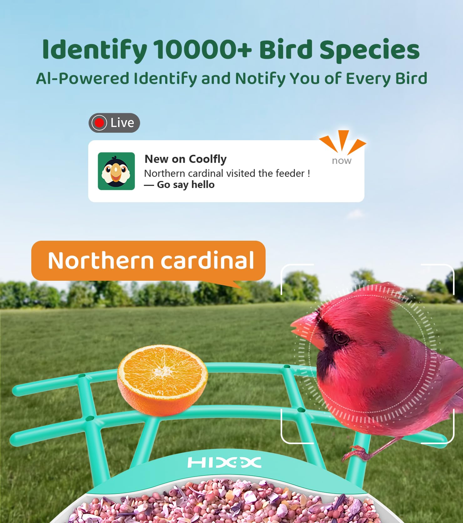 HIXX AI identifies birds across 10,000 species for quick learning and curiosity.