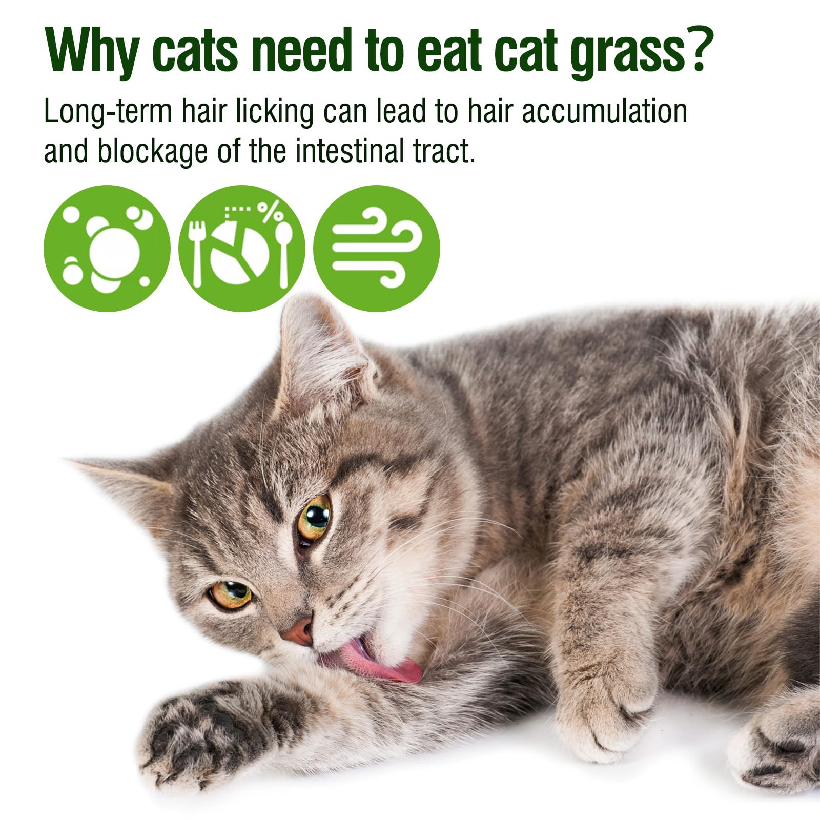 Hkpetie cat grass teething stick dental cleaning illustrates brushing-like action for teeth