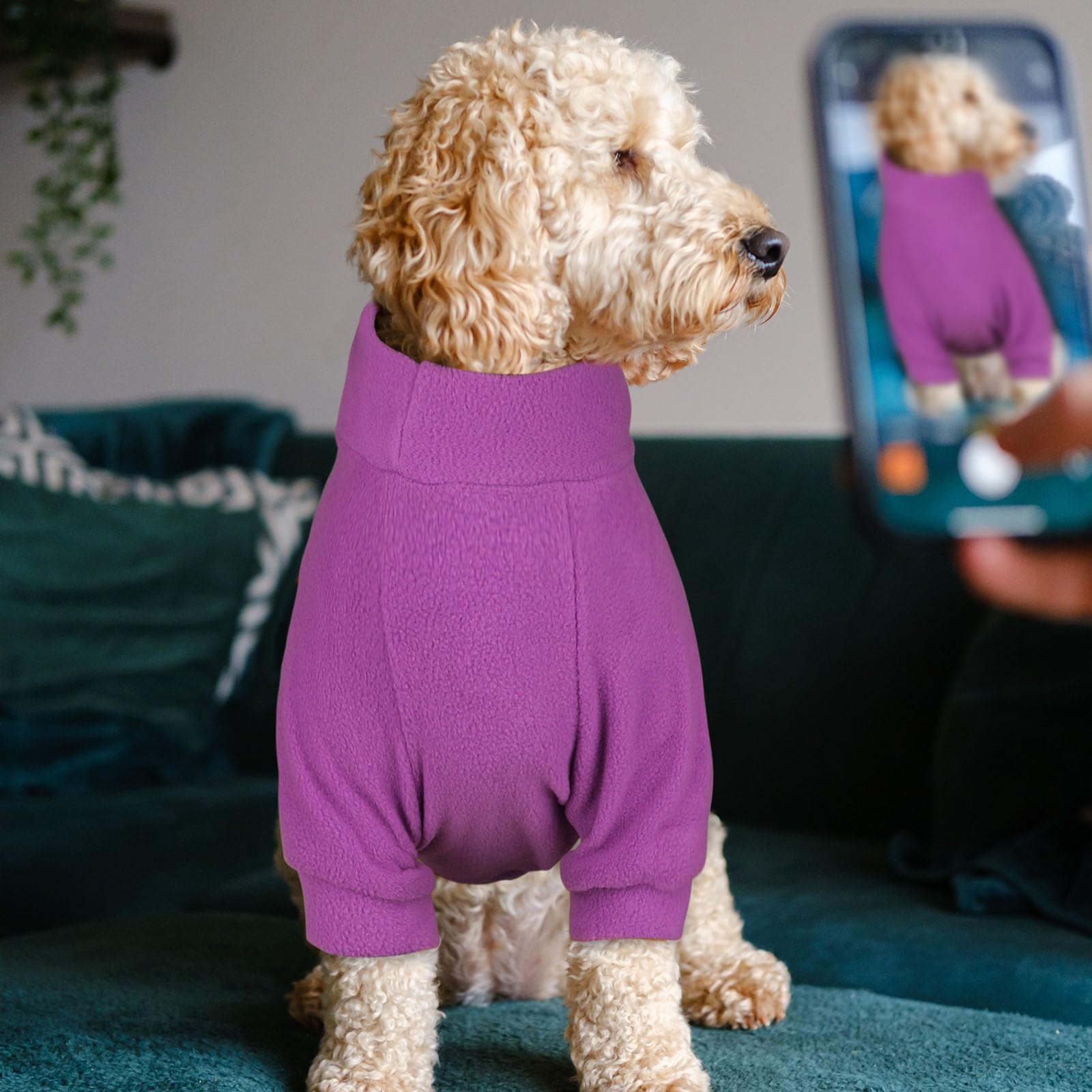 HLJ dog wears a sweater on an outdoor walk for chilly weather.