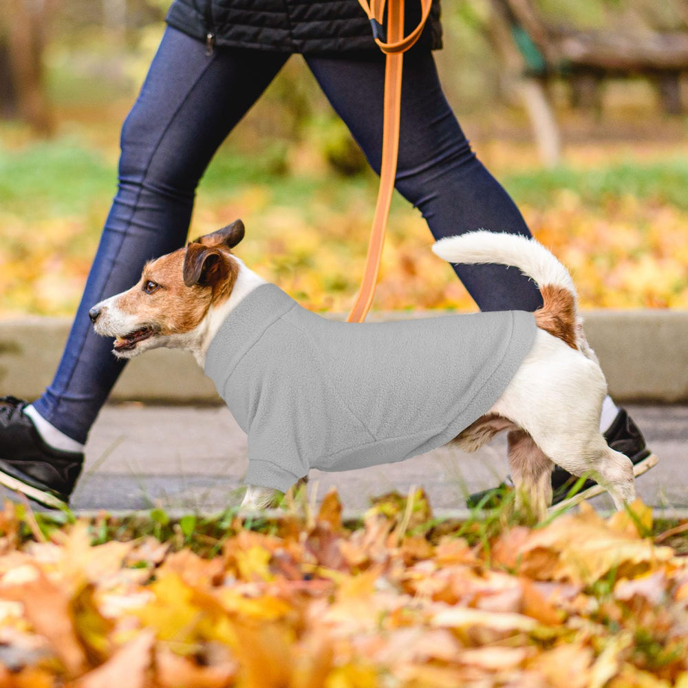 HLJ dog sweater worn on a small dog for cozy warmth outdoors.