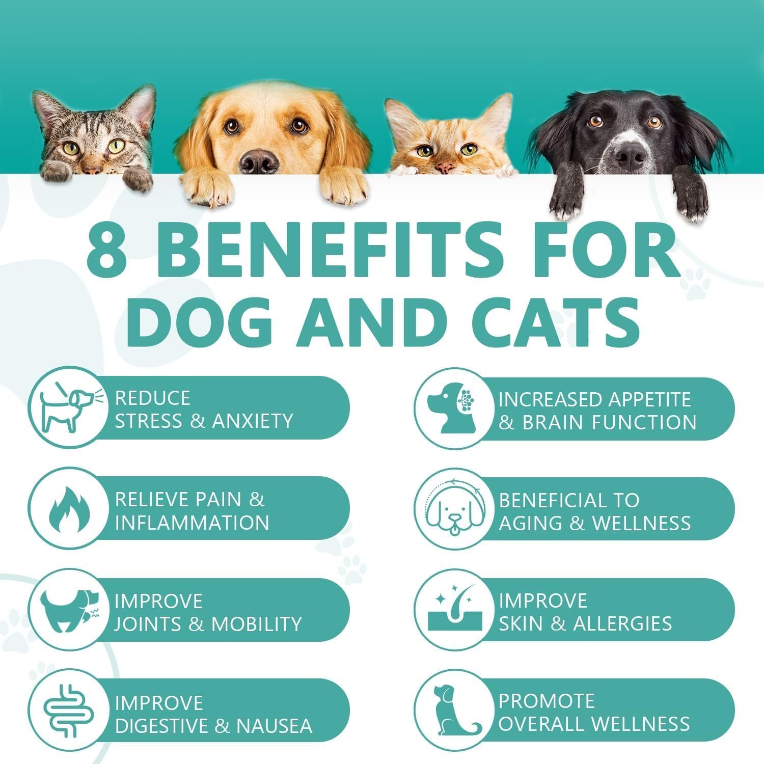 HMone pet hemp oil drops for dogs and cats shown for easy oral administration.