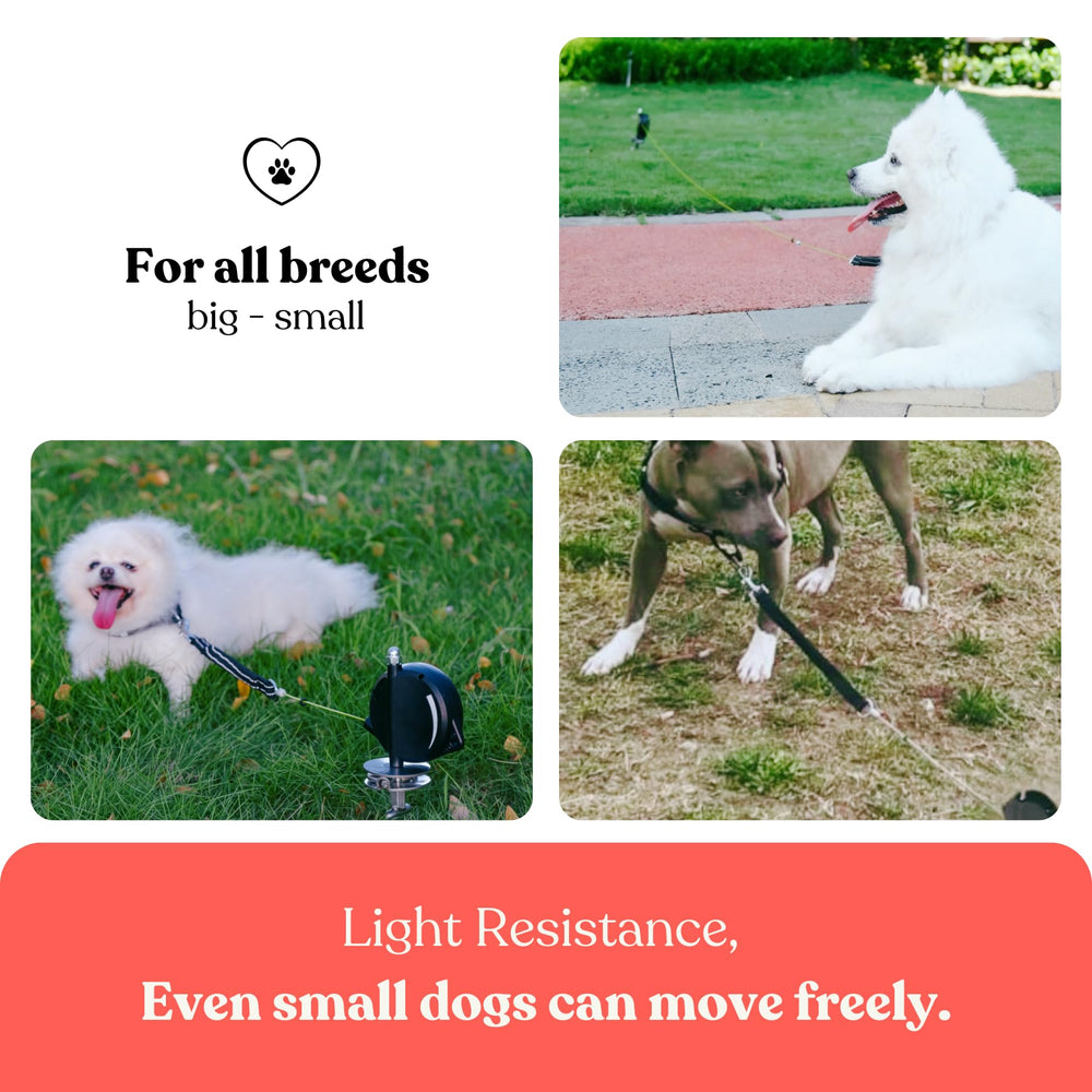 Home in Bold choke-friendly bungee and soft retraction prioritize pet comfort.
