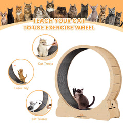 Homegroove Cat Wheel security lock for controlled playtime safety.