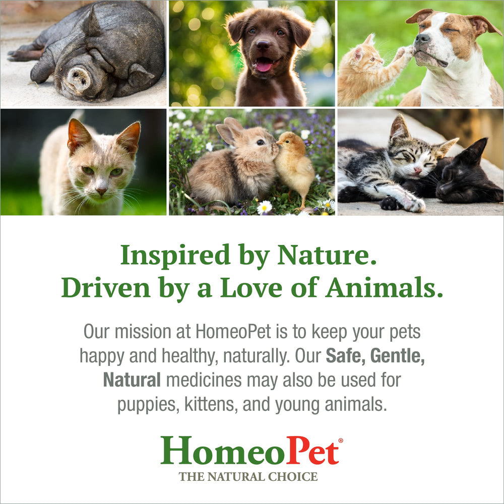 HomeoPet Anxiety Relief bottle and branding conveys safe, natural calming care.