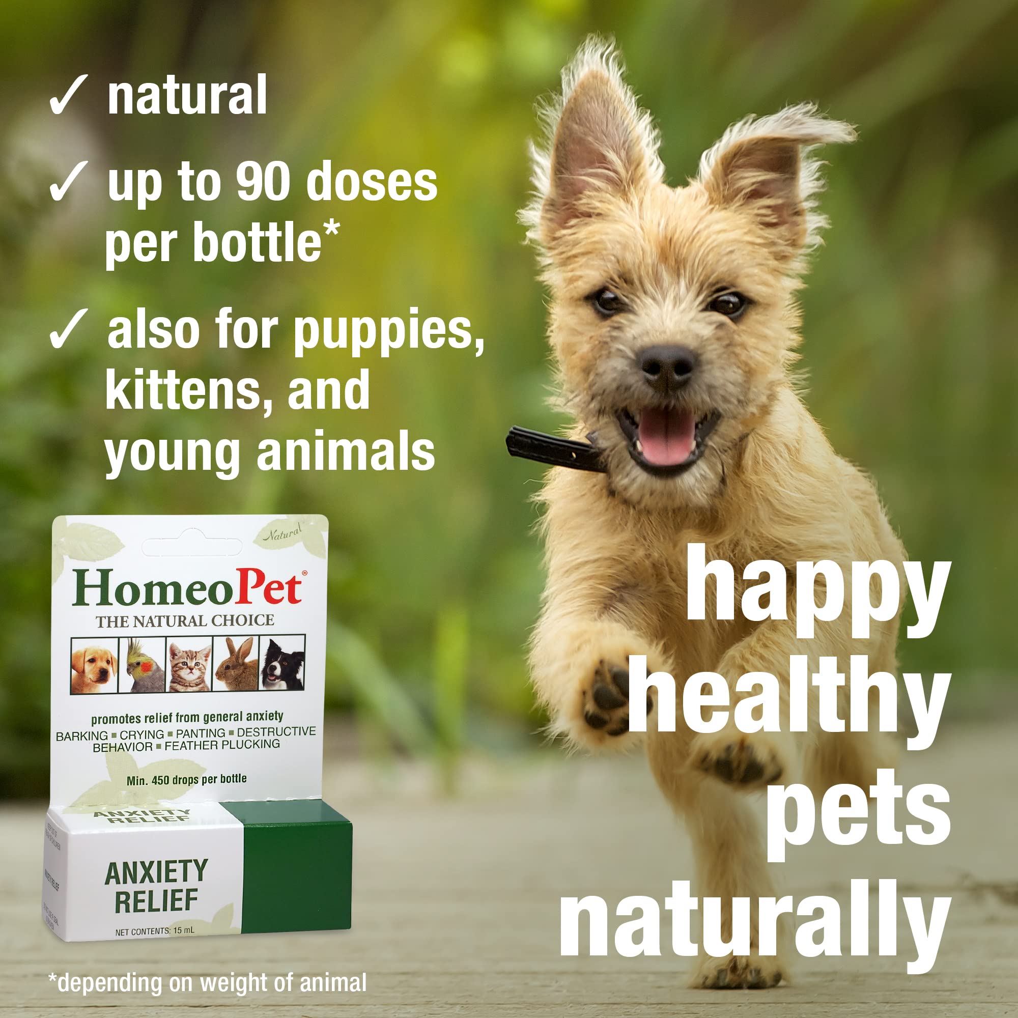 HomeoPet Anxiety Relief dog calm image shows a relaxed pet after dosing.