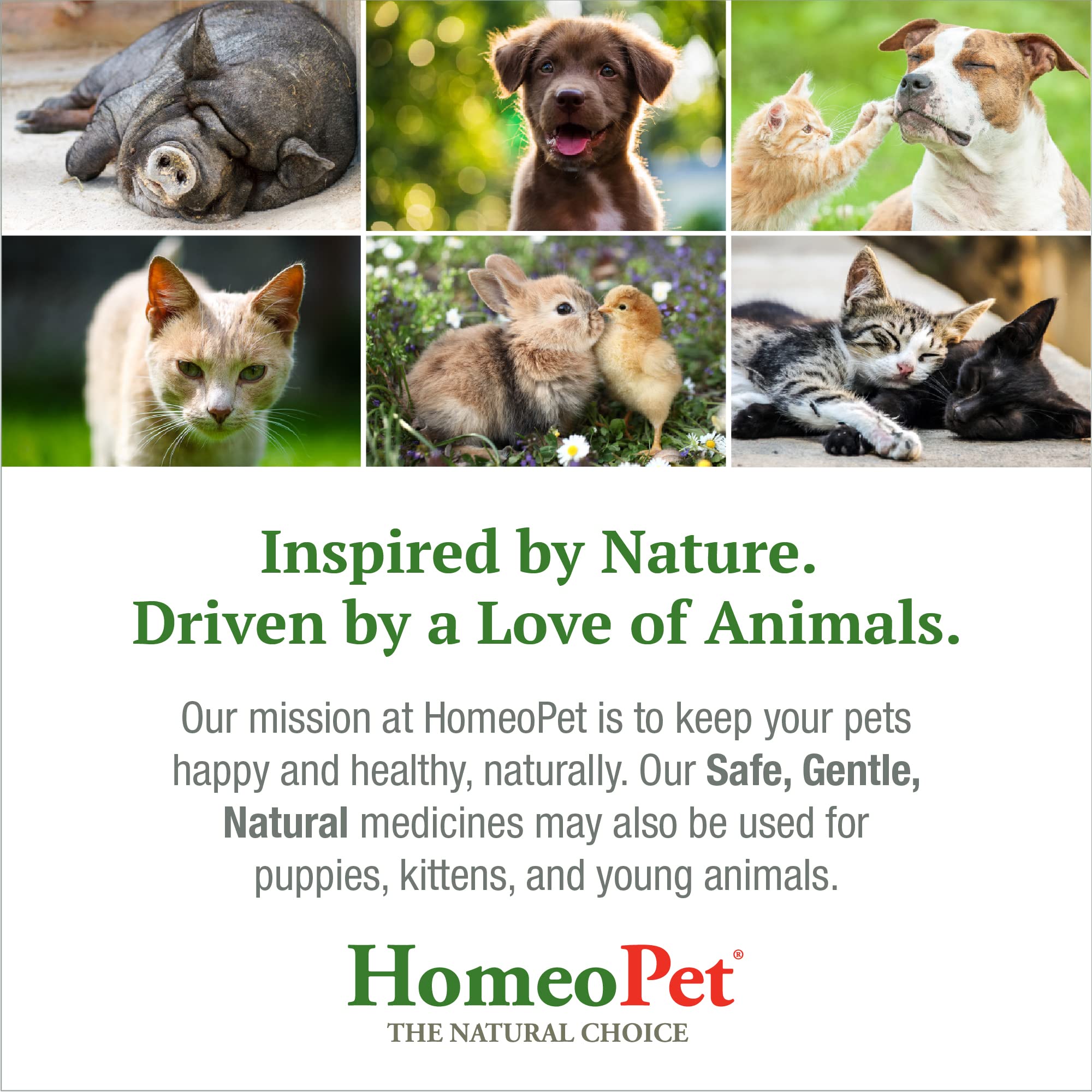 HomeoPet Skin and Itch dog and cat usage scene shows practical application.