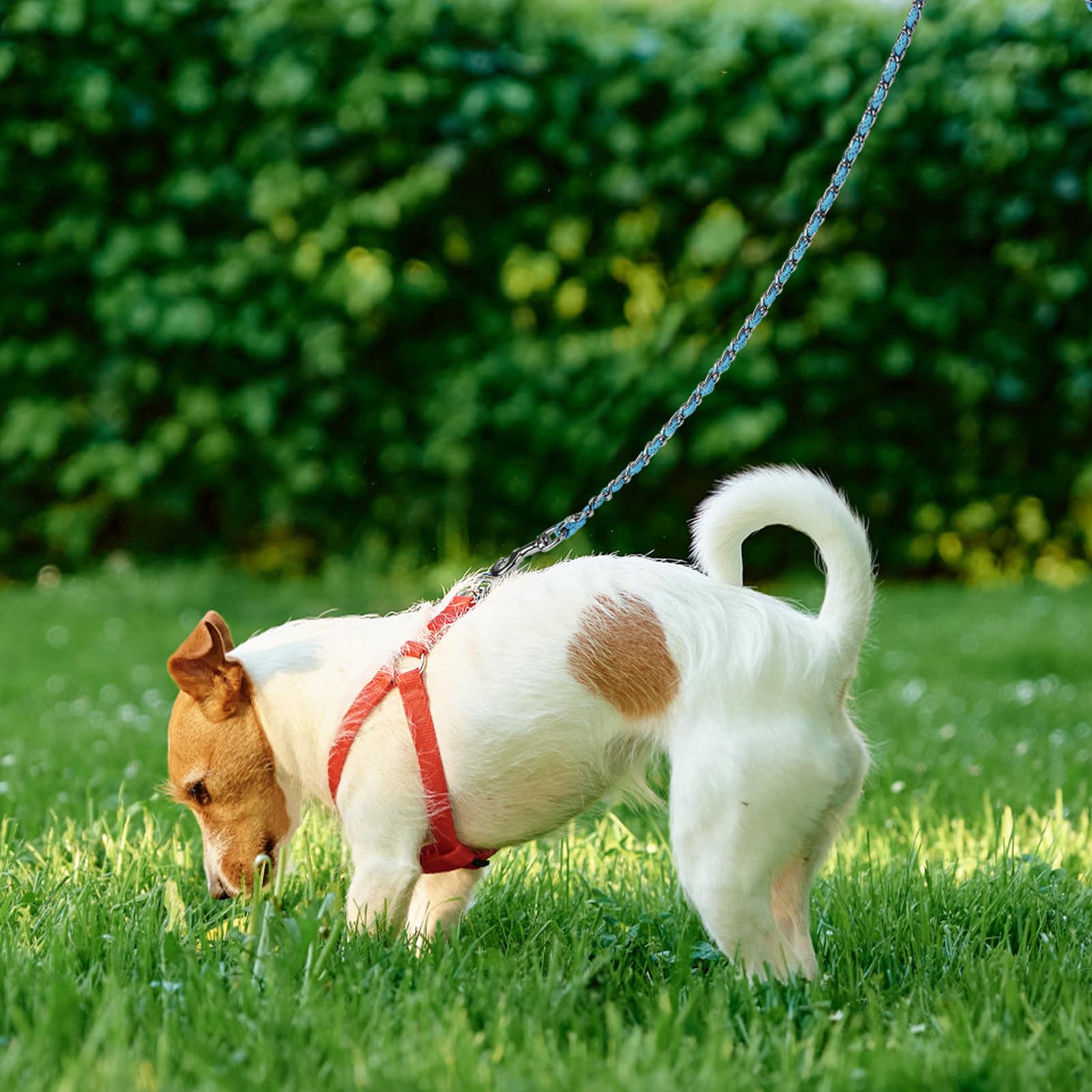 Homimp night-walk visibility benefits dogs and owners alike