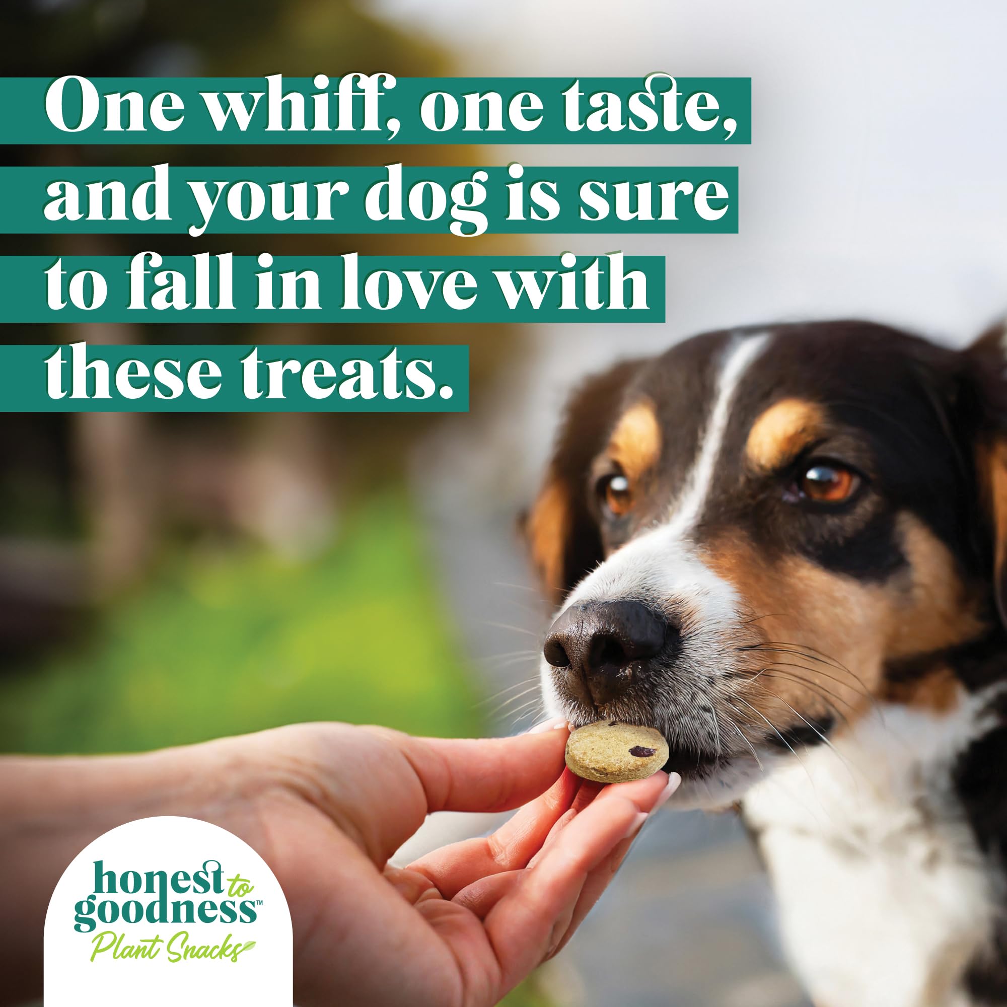Honest to Goodness serving-time shot suggests easy rewards during walks or training.