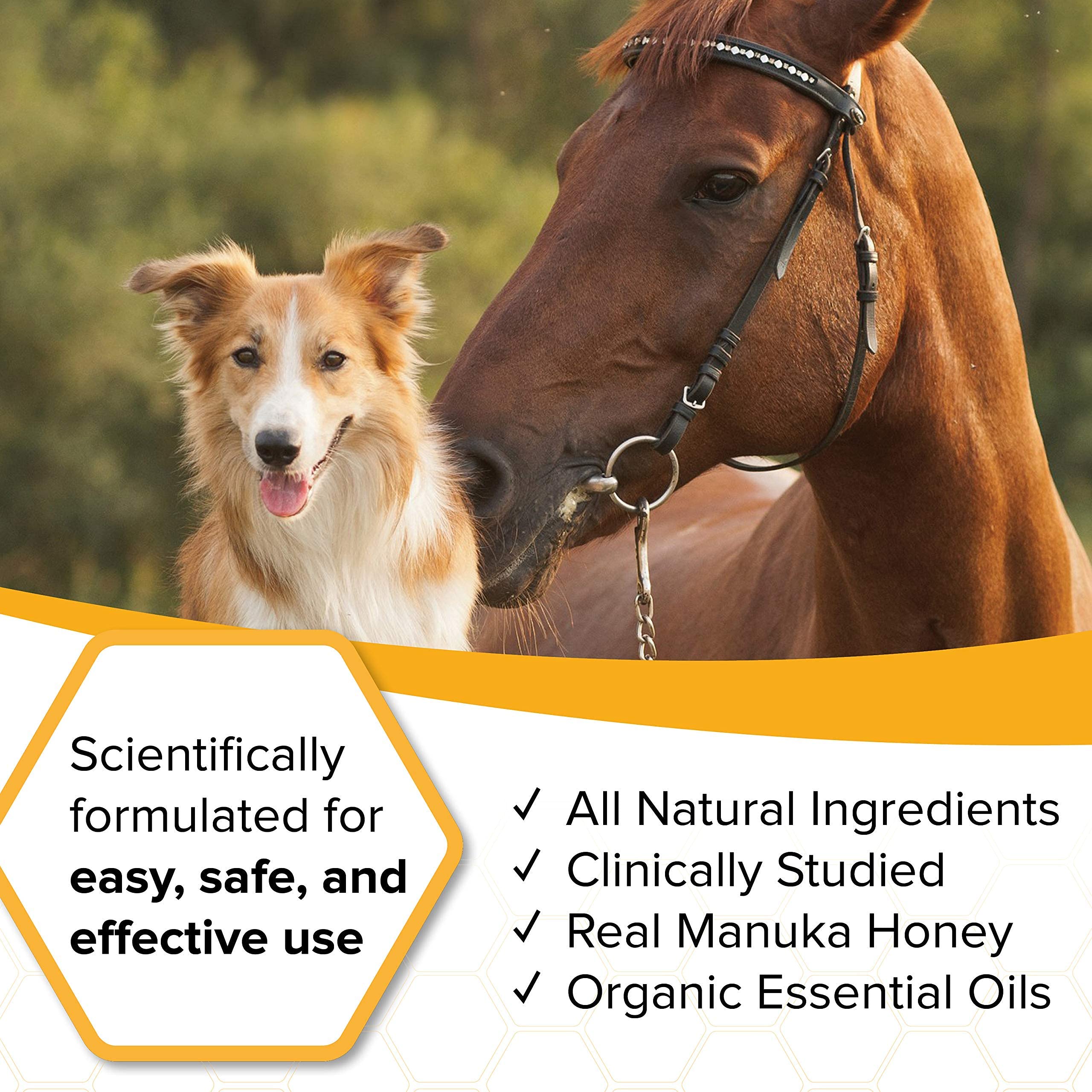 HoneyCure for horse leg wound care supports clean healing.
