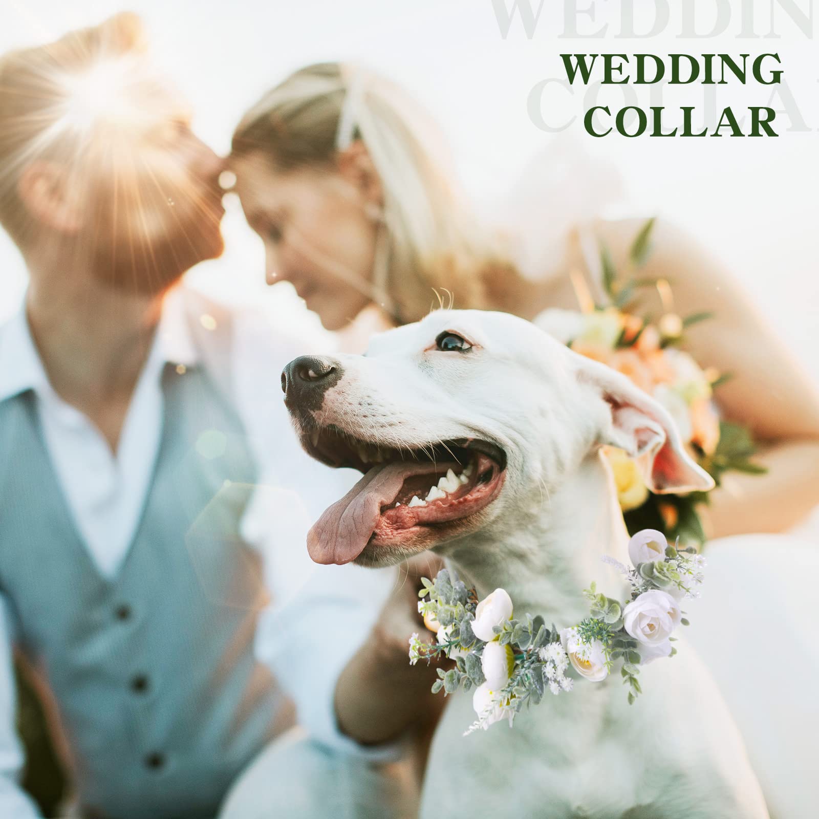 Honoson flower collar on a dog demonstrating festive floral charm