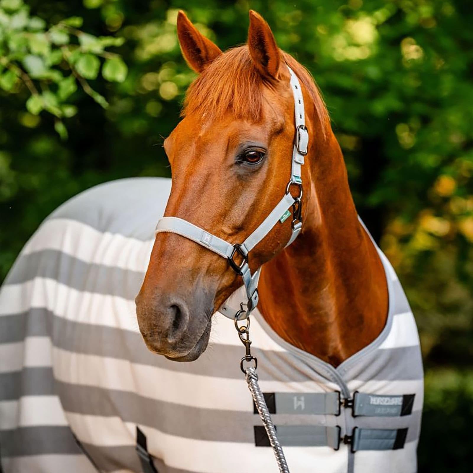 Horseware Newmarket Fleece Cooler shown on show-ready horse signals a premium stable accessory.