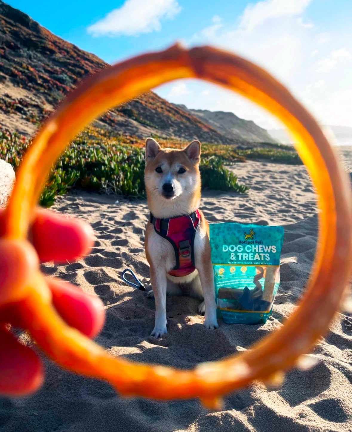 Hotspot Pets Bully Stick Rings 50-count bag—bulk value for allergy-friendly, long-lasting dog chews.