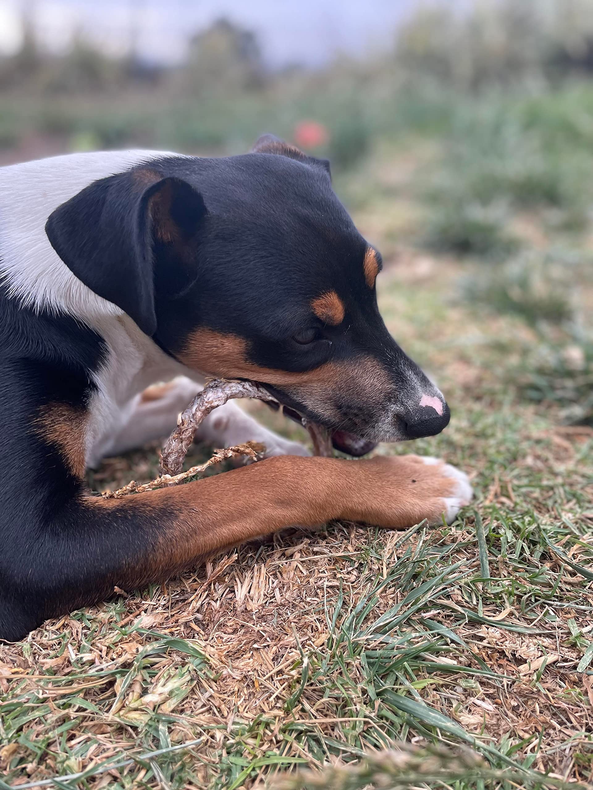 Hotspot Pets bully stick rings rawhide-alternative option for durable chew sessions indoors