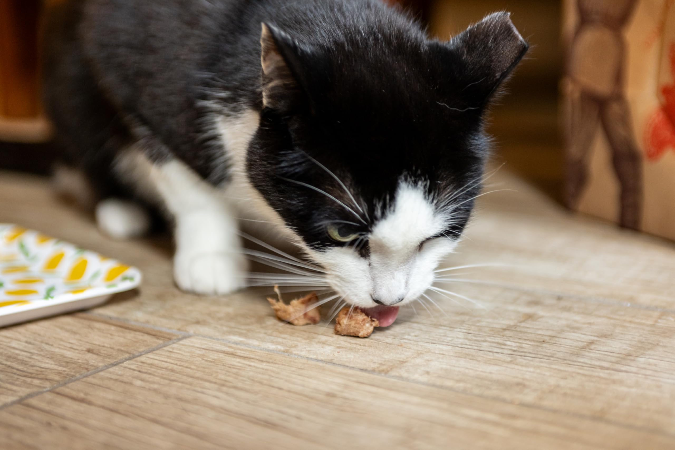 Hotspot Pets cozy coat glow image hints potential benefits of tuna treats