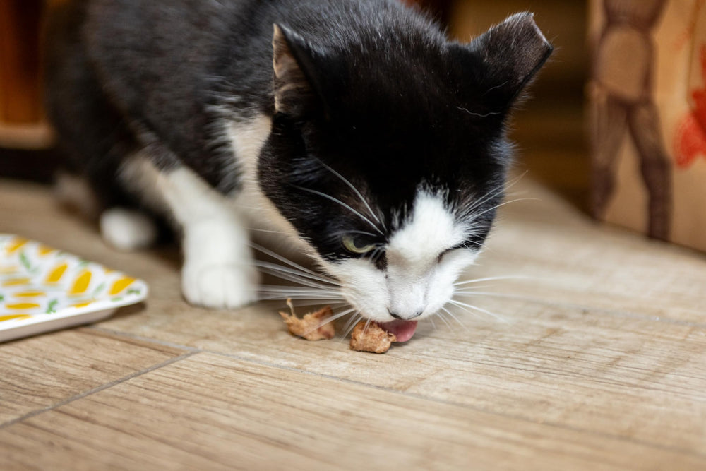 Hotspot Pets cozy coat glow image hints potential benefits of tuna treats
