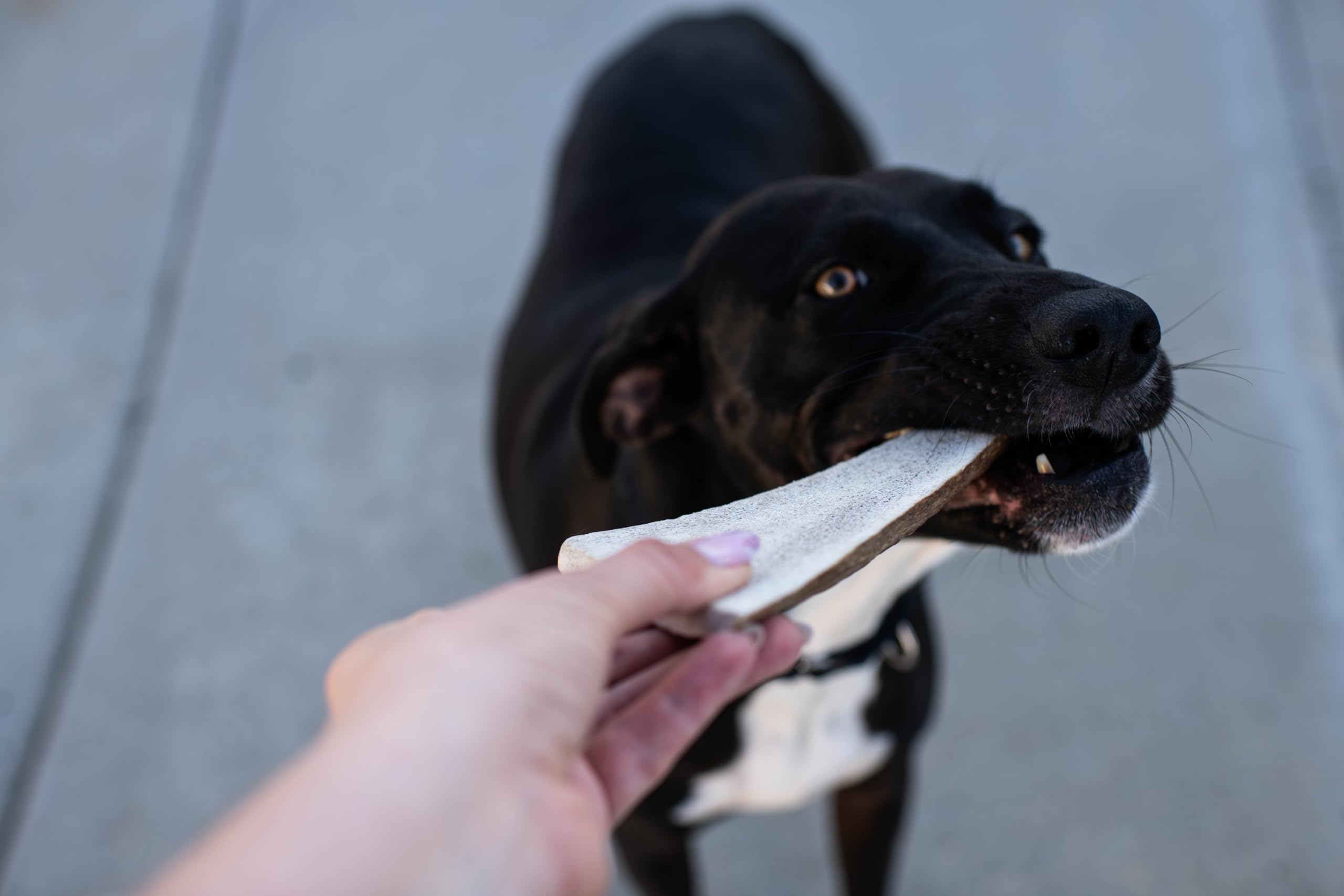 Hotspot Pets indoor-outdoor chew for daily use.