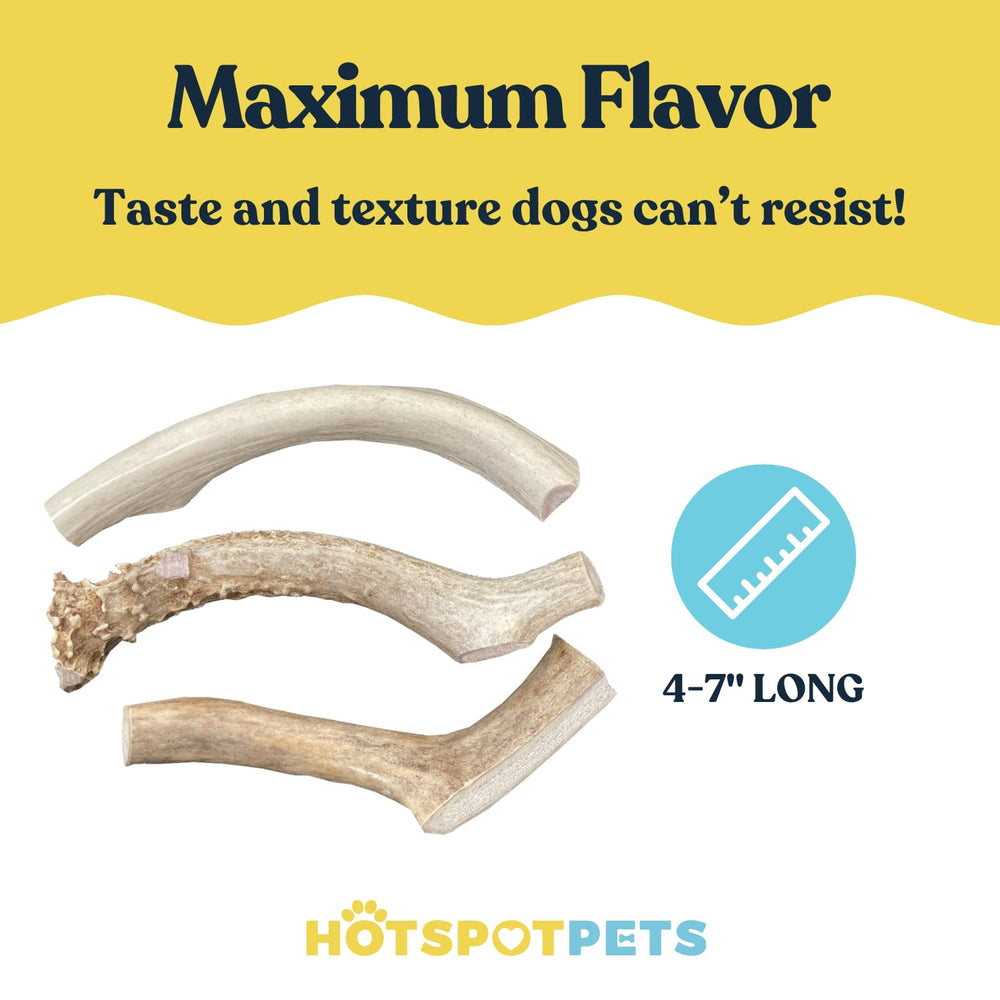 Hotspot Pets premium deer antler closeup showing center marrow