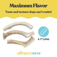 Hotspot Pets premium deer antler closeup showing center marrow