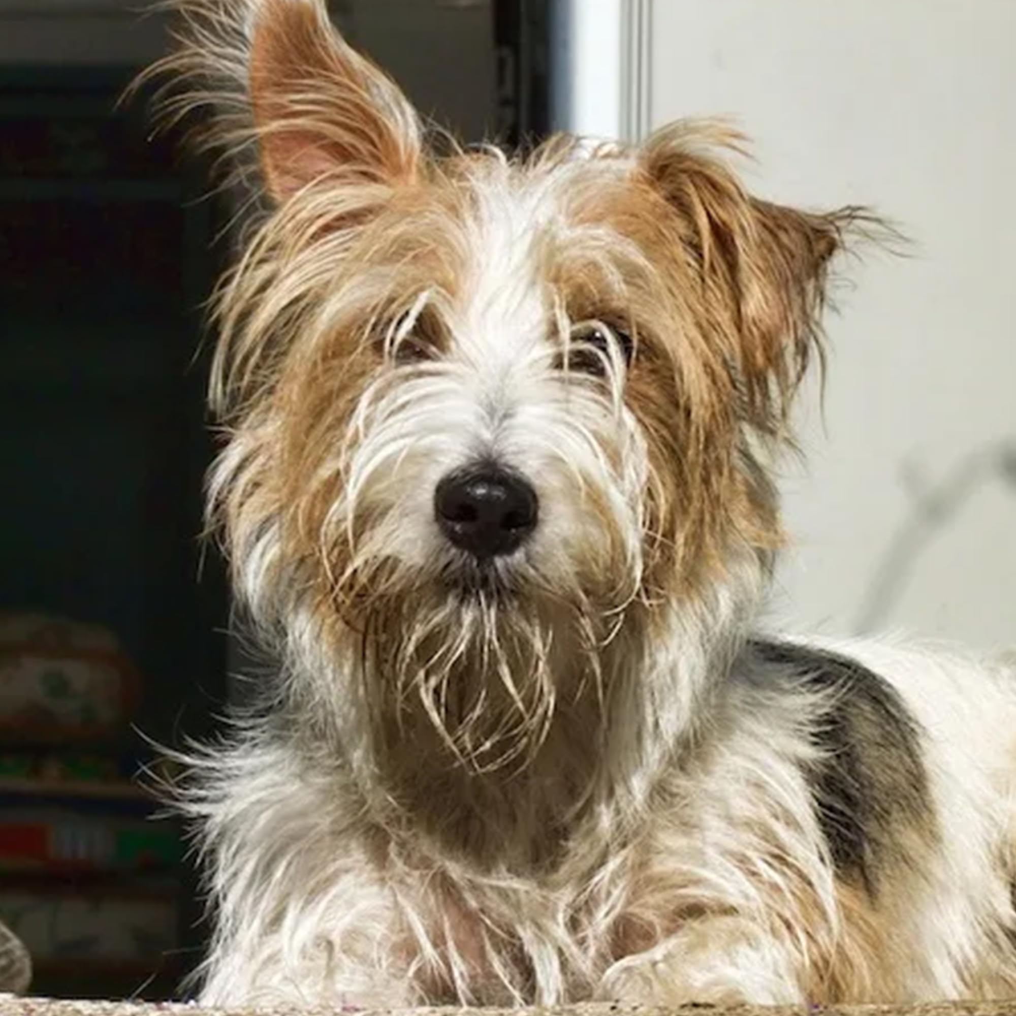 House and Hound coat-detangles shot emphasizes silky coat and easier brushing after baths.
