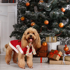 HOWWFALY dog christmas costume reindeer poncho keeps small dogs warm outdoors
