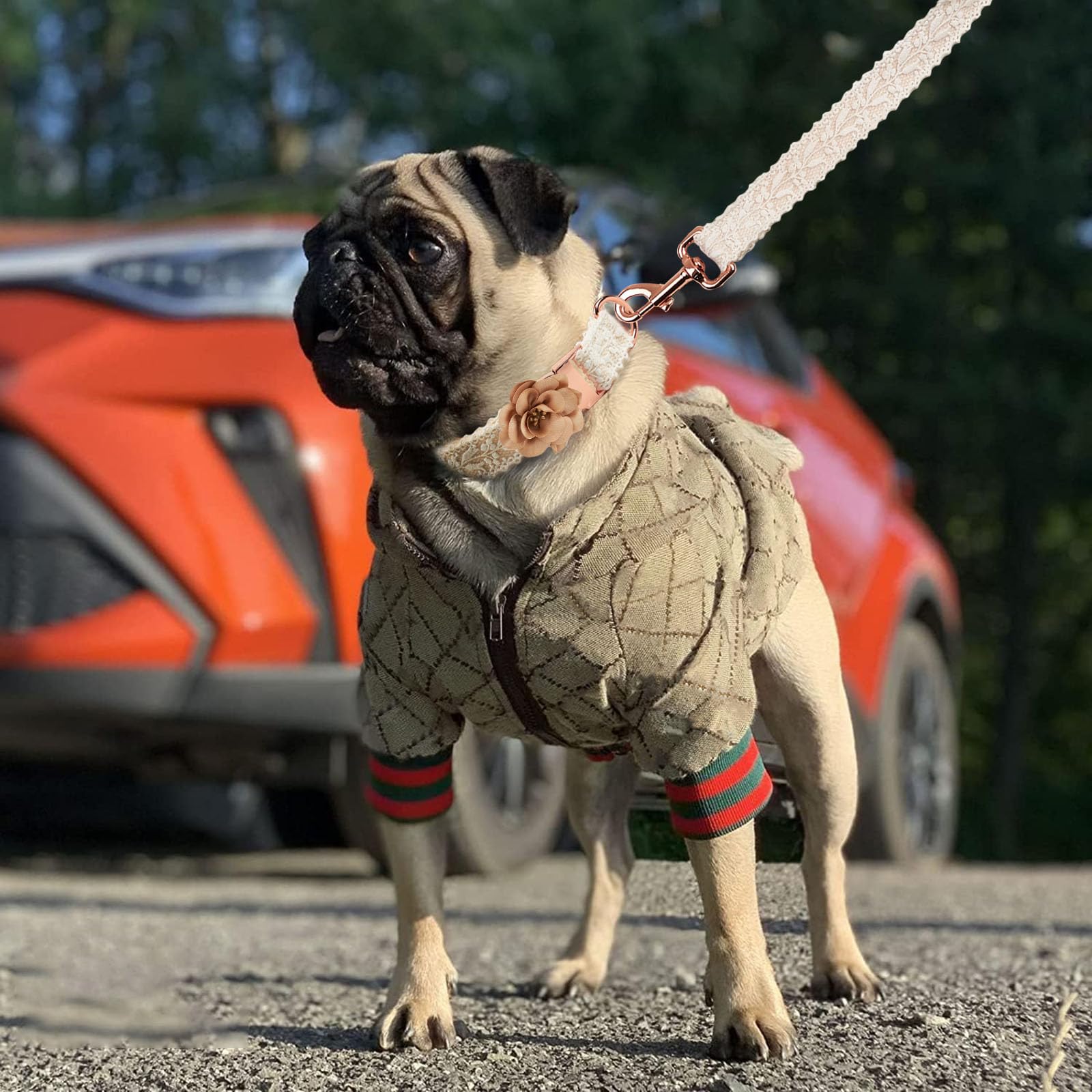 HQREA dog hoodie full outfit worn by dog during daily wear