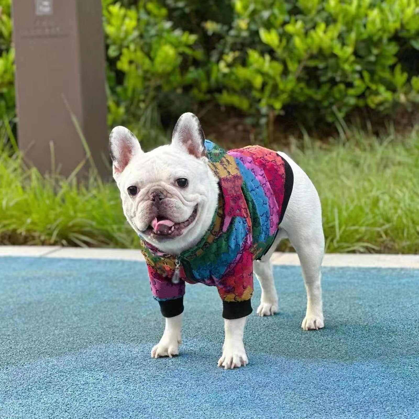 HQREA dog hoodie size guide illustration to help accurate fits for small breeds.